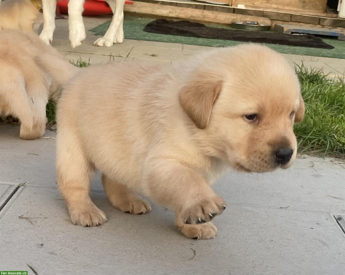 Bild 2: Labrador Welpen m/w, blond mit Stammbaum