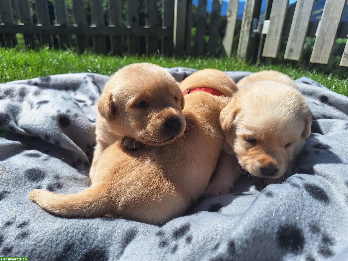 Bild 3: Labrador Welpen m/w, blond mit Stammbaum