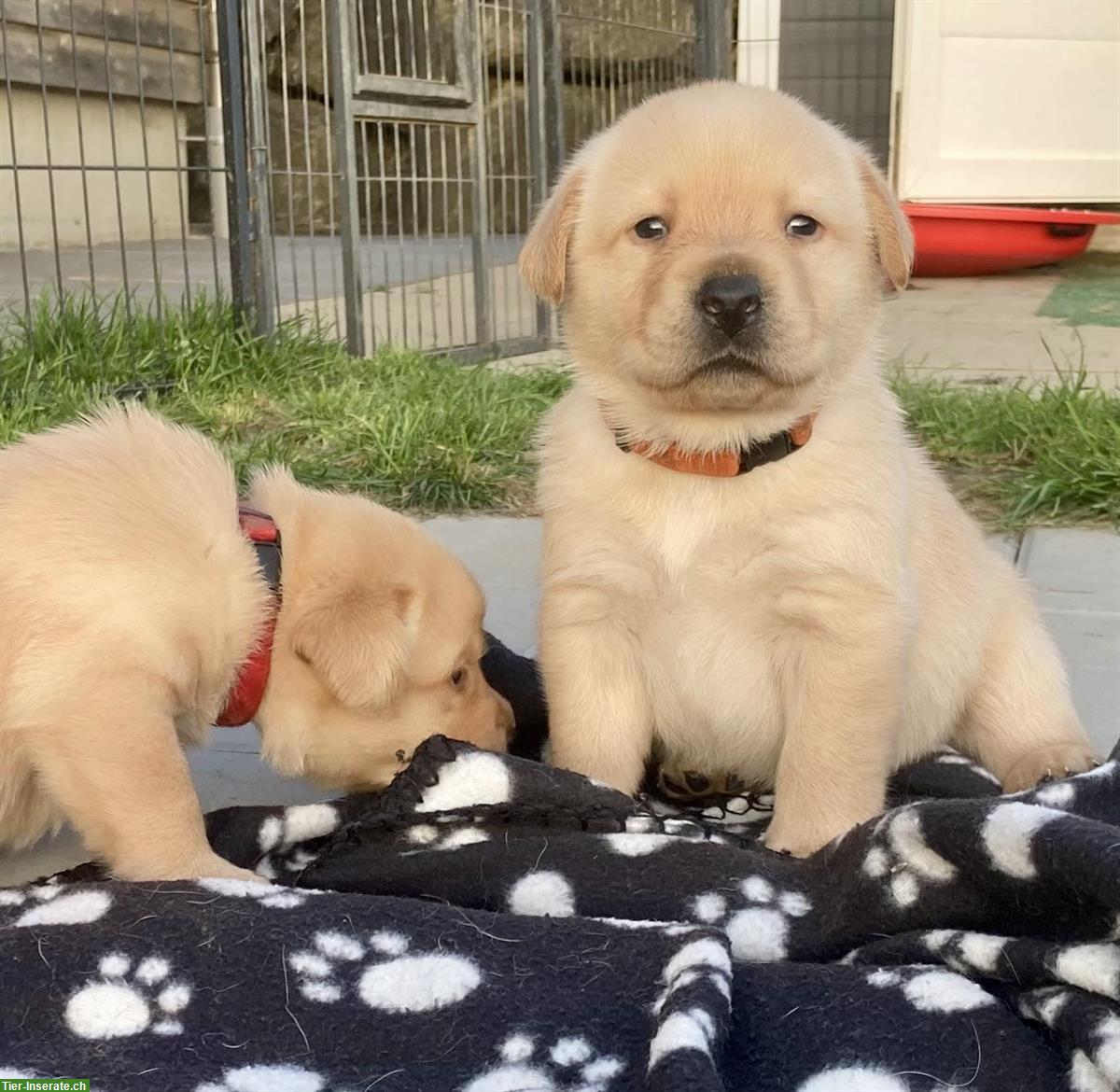 Bild 6: Labrador Welpen m/w, blond mit Stammbaum