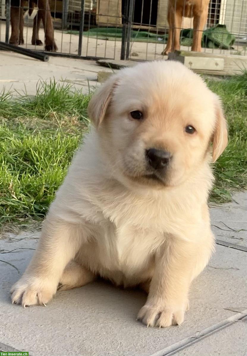 Bild 8: Labrador Welpen m/w, blond mit Stammbaum