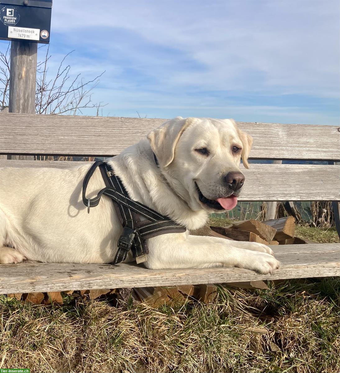 Bild 9: Labrador Welpen m/w, blond mit Stammbaum