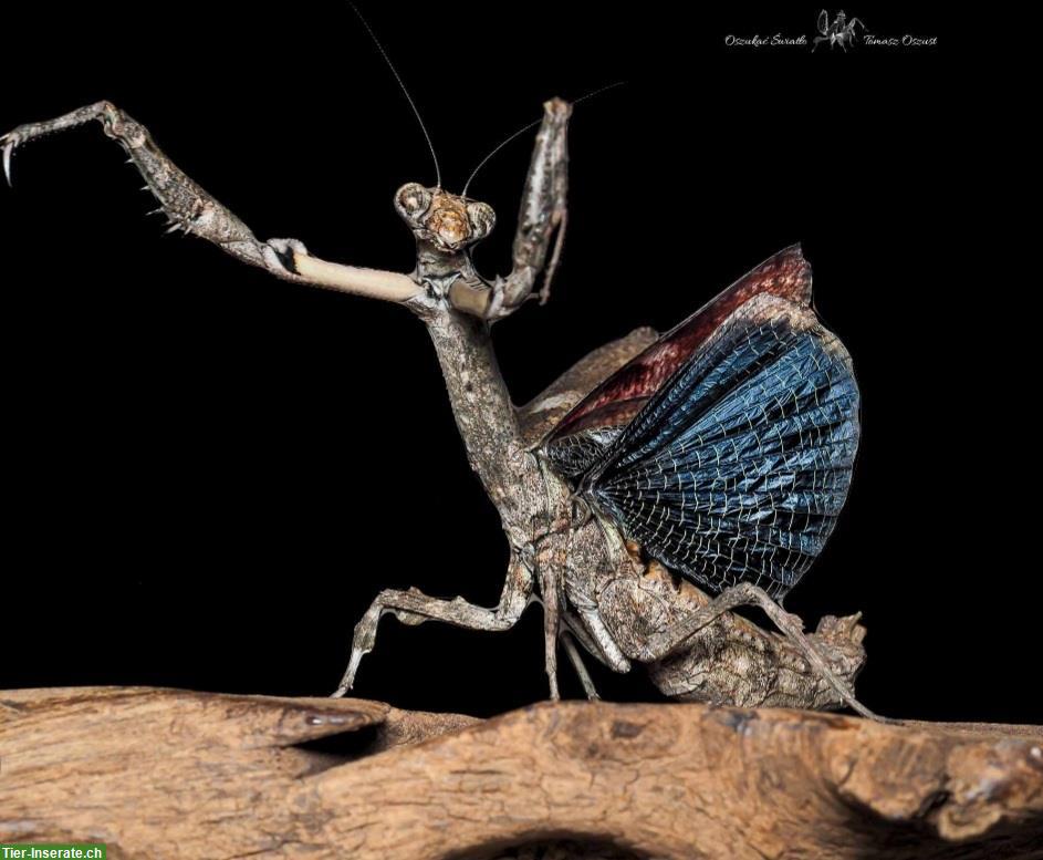 Kleine Astmantis (Popa spurca) zu verkaufen