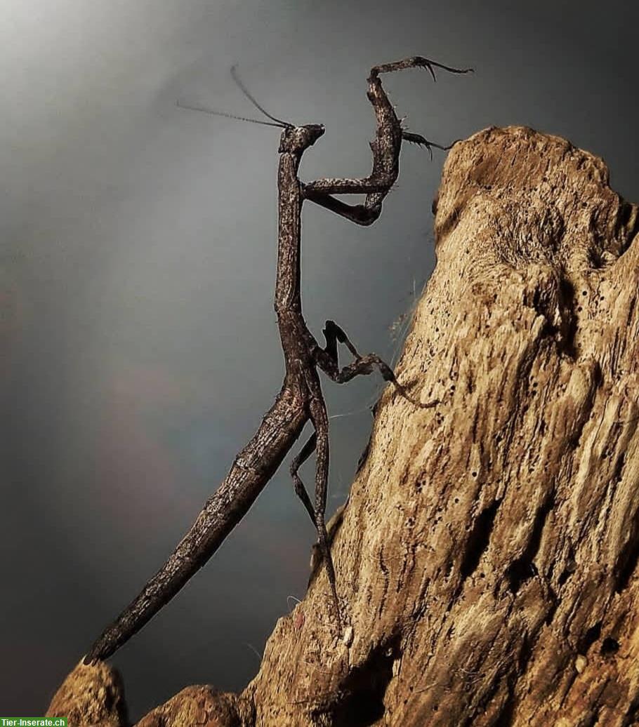 Bild 2: Kleine Astmantis (Popa spurca) zu verkaufen