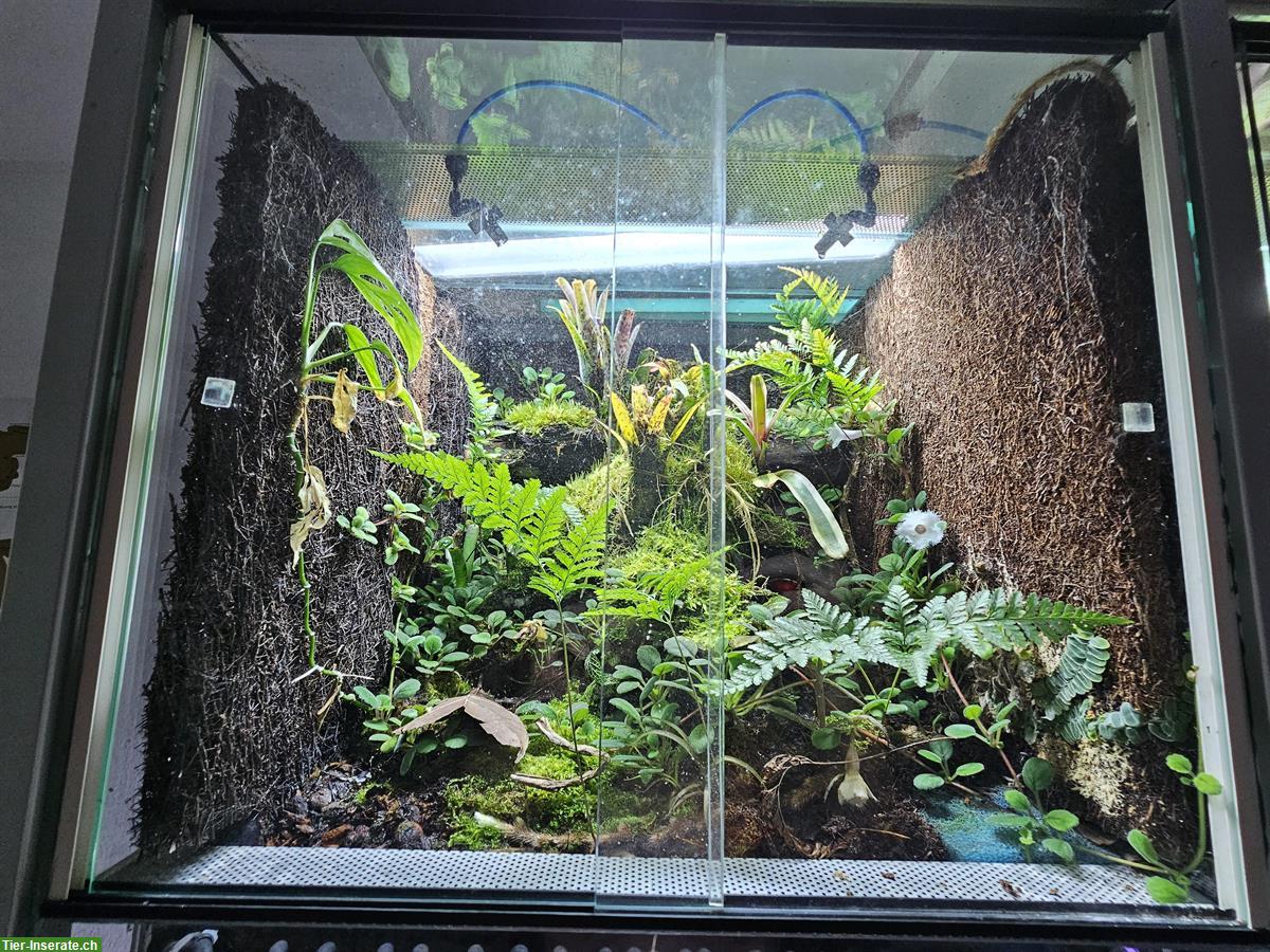 Bild 6: Kompletter Terrarium Turm mit Regenanlage & Beleuchtung