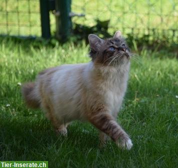 Bild 3: Reinrassiger Heilige Birma Kater mit Stammbaum aus Vereinszucht