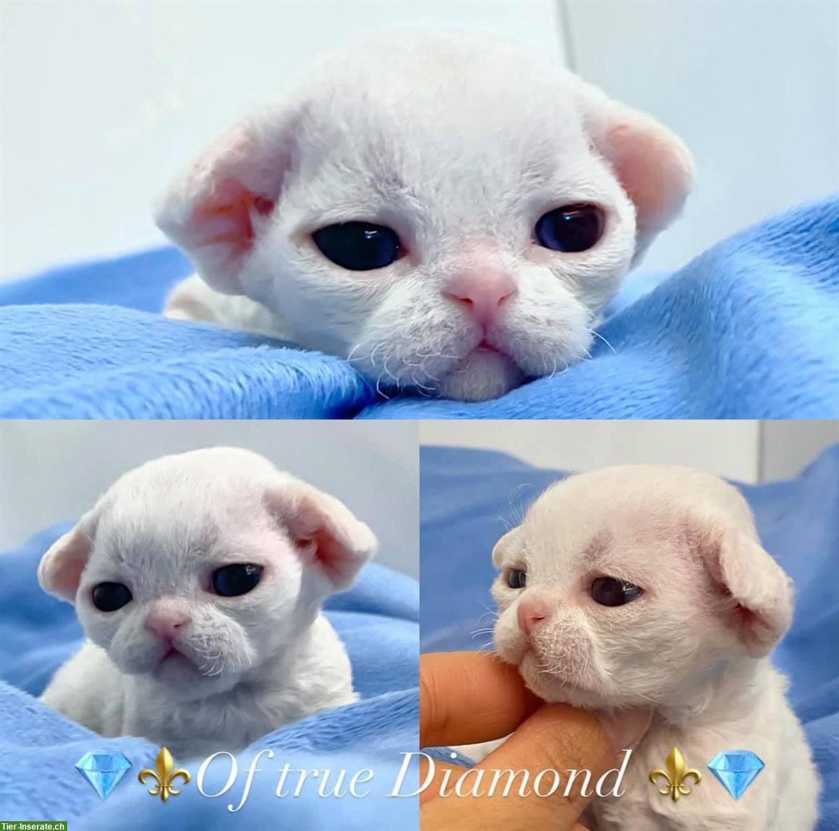 Devon Rex Katzen Of true Diamond