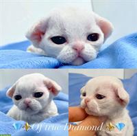 Devon Rex Katzen Of true Diamond