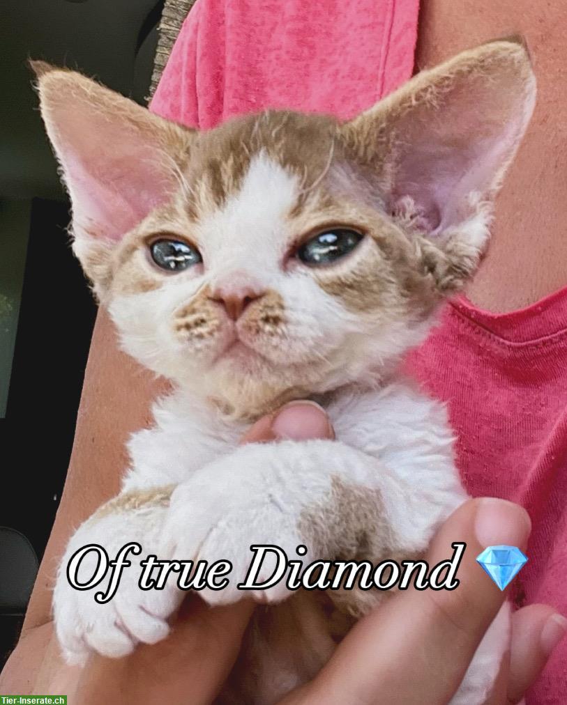 Bild 4: Devon Rex Katzen Of true Diamond