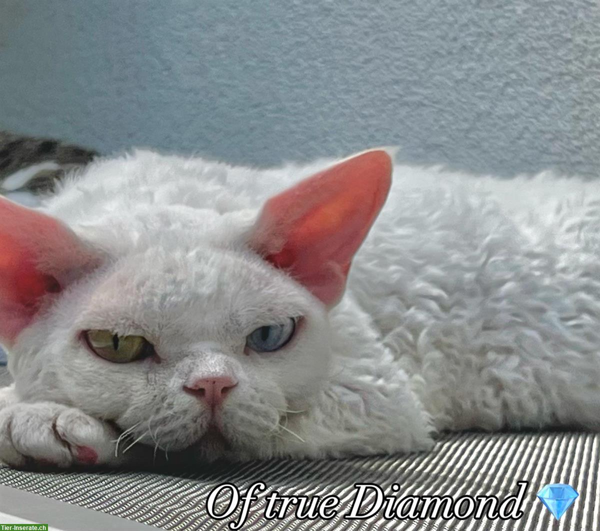 Bild 7: Devon Rex Katzen Of true Diamond