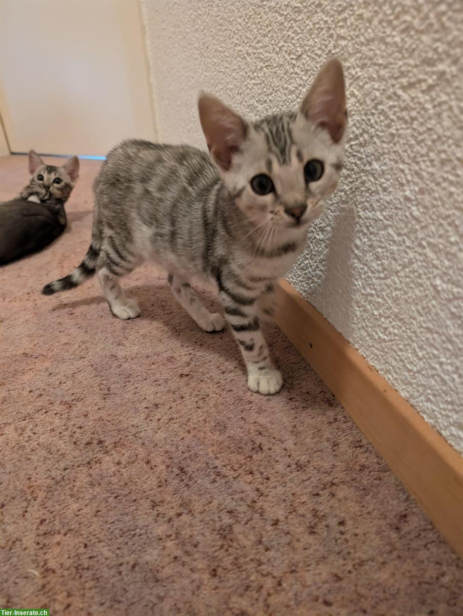 Bild 2: Traumhafte Bengal Kitten suchen ein Zuhause