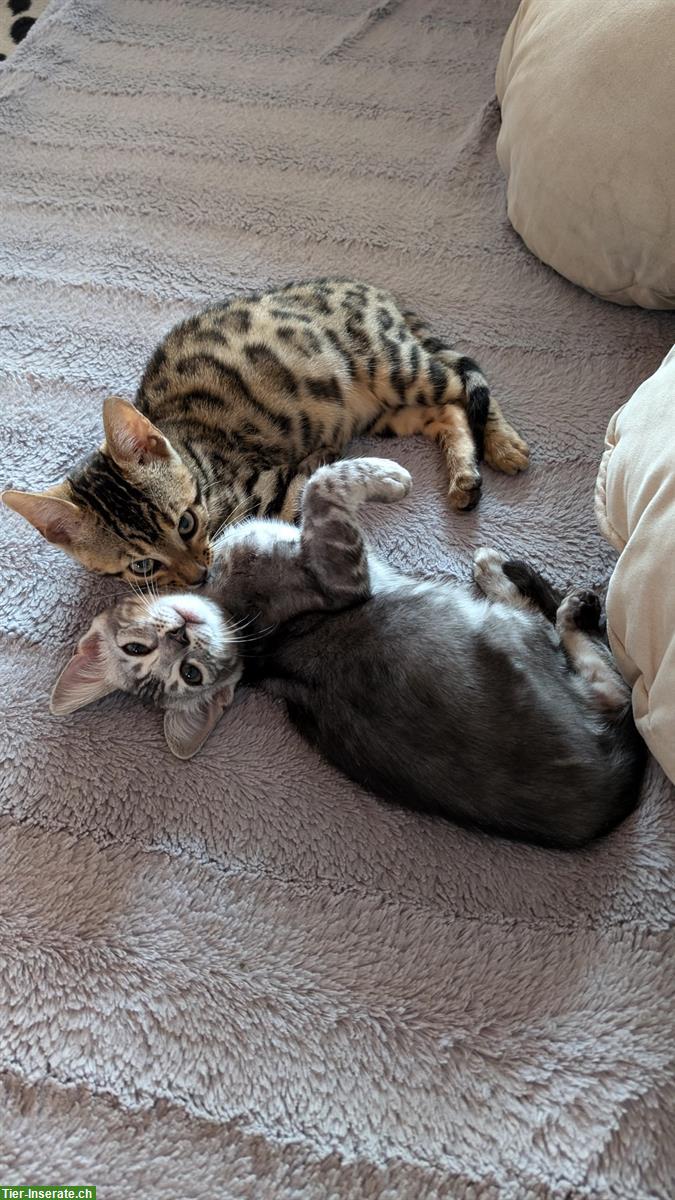 Bild 3: Traumhafte Bengal Kitten suchen ein Zuhause