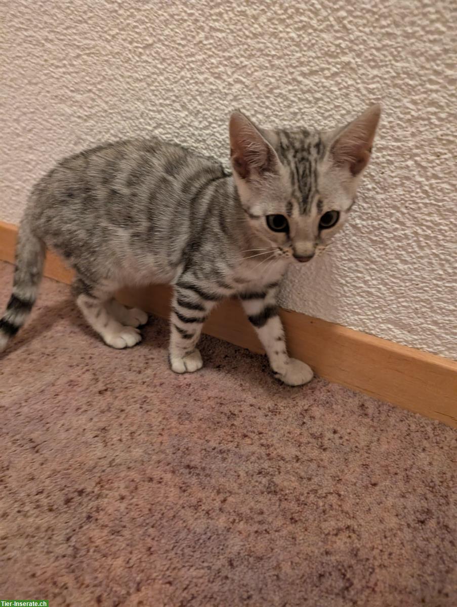 Bild 4: Traumhafte Bengal Kitten suchen ein Zuhause