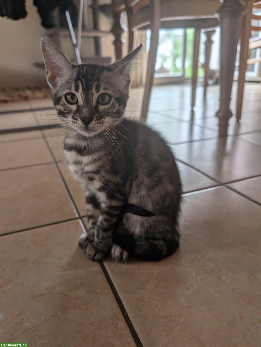 Bild 5: Traumhafte Bengal Kitten suchen ein Zuhause