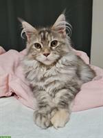 Hübsche Maine Coon Katzen Dame, kastriert