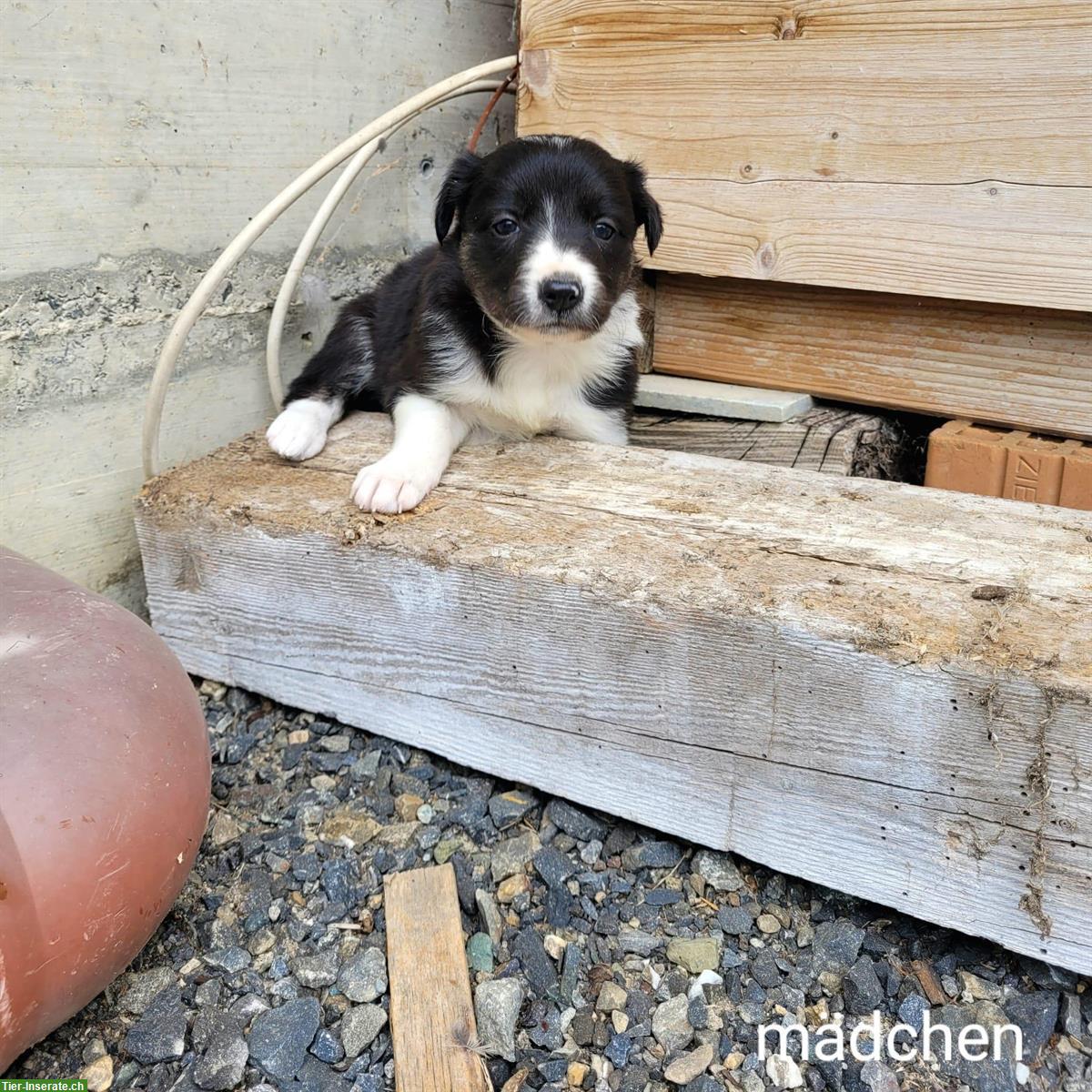 Reinrassige Border Collie Welpen zu verkaufen