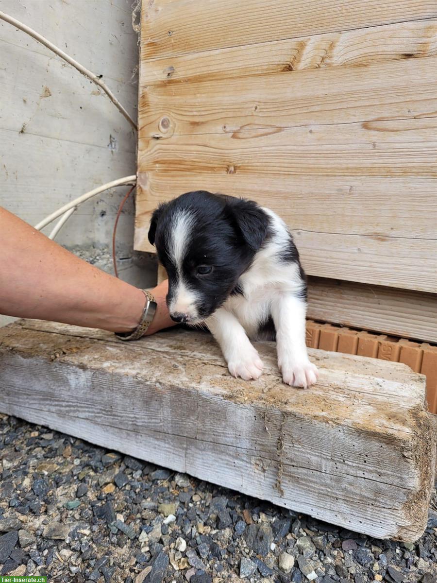 Bild 2: Reinrassige Border Collie Welpen zu verkaufen