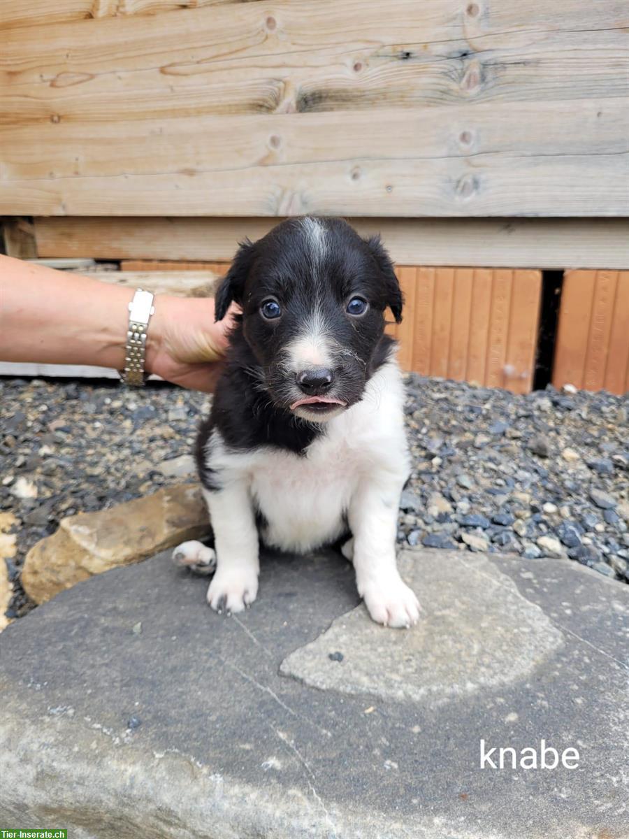 Bild 3: Reinrassige Border Collie Welpen zu verkaufen