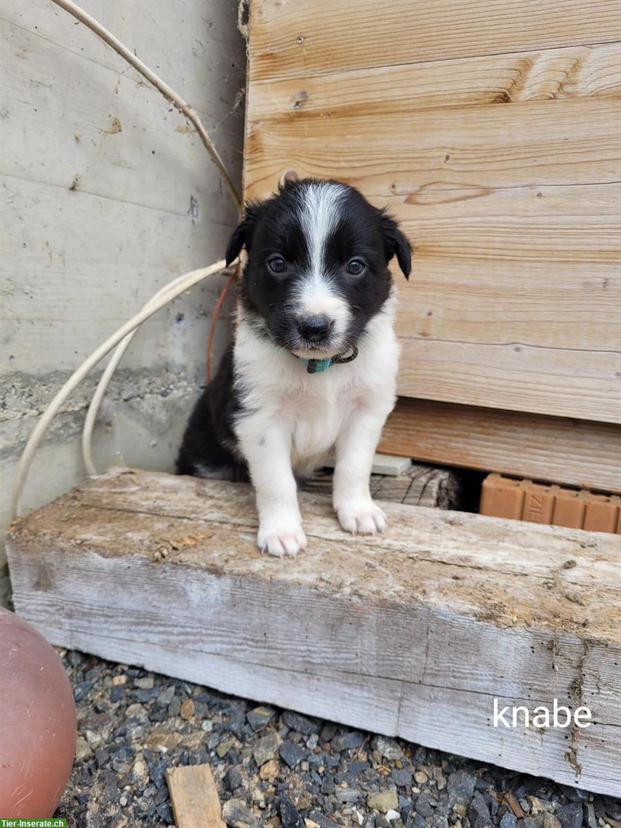 Bild 4: Reinrassige Border Collie Welpen zu verkaufen