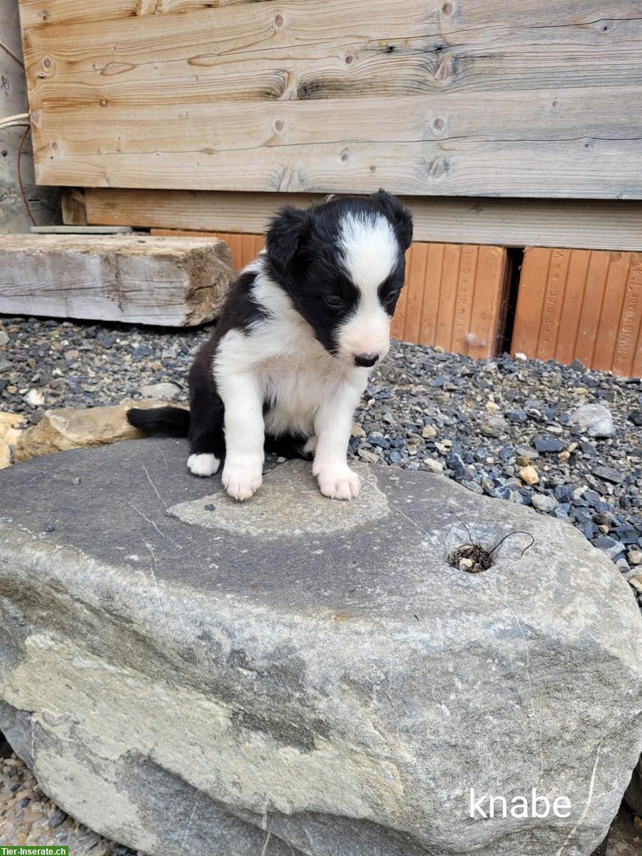 Bild 5: Reinrassige Border Collie Welpen zu verkaufen