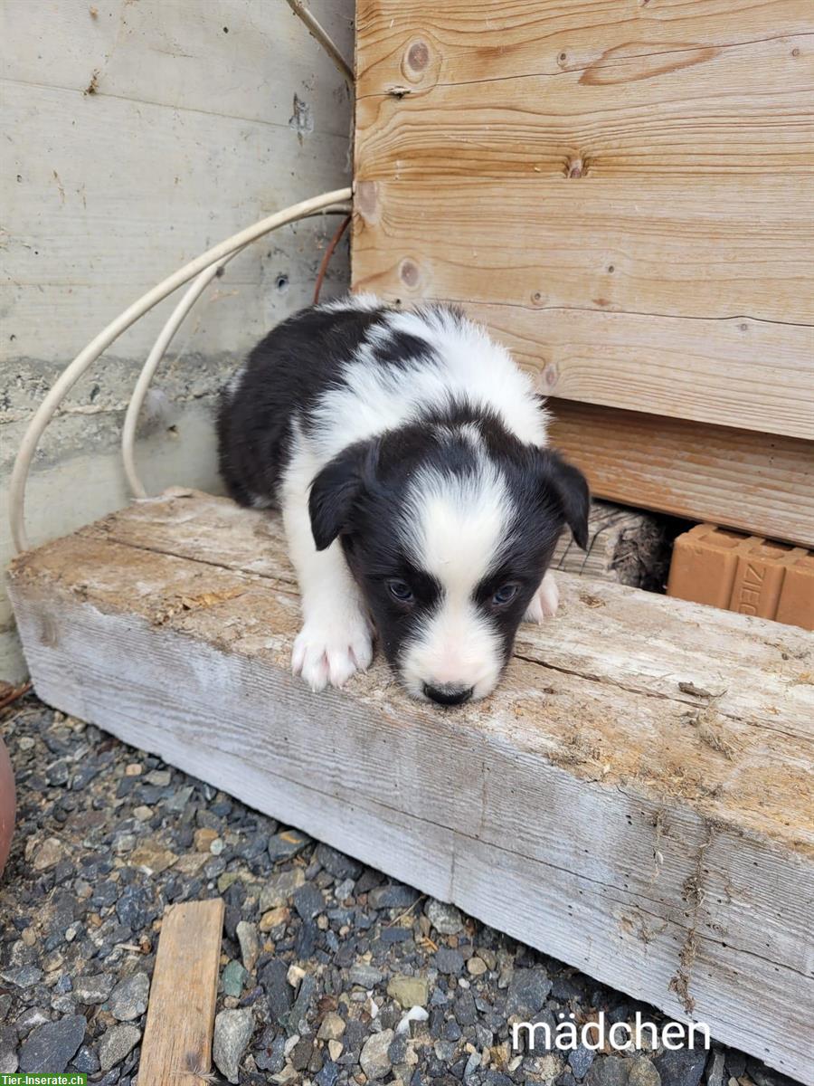 Bild 6: Reinrassige Border Collie Welpen zu verkaufen