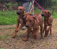 Rhodesian Ridgeback Junghunde suchen Lebensplatz