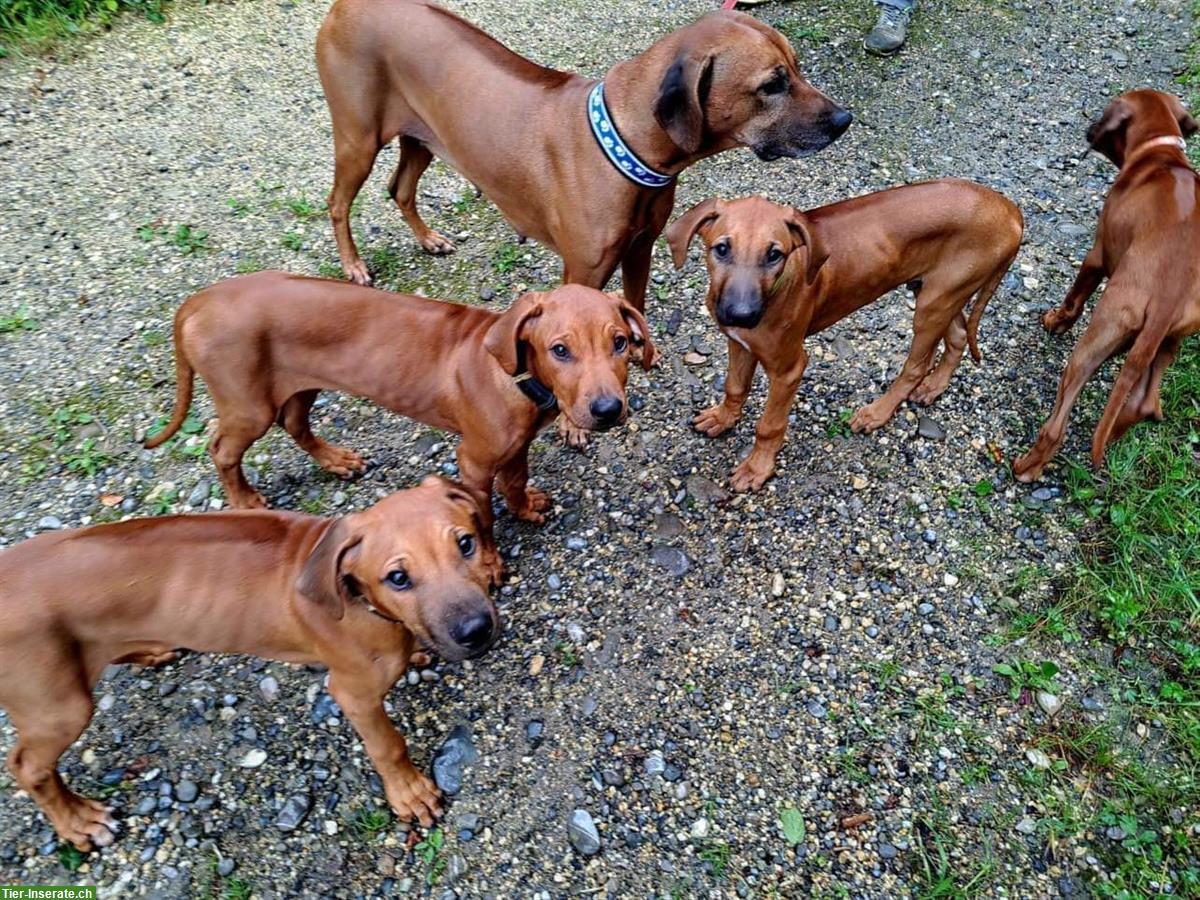 Bild 2: Rhodesian Ridgeback Junghunde m/w suchen Lebensplatz