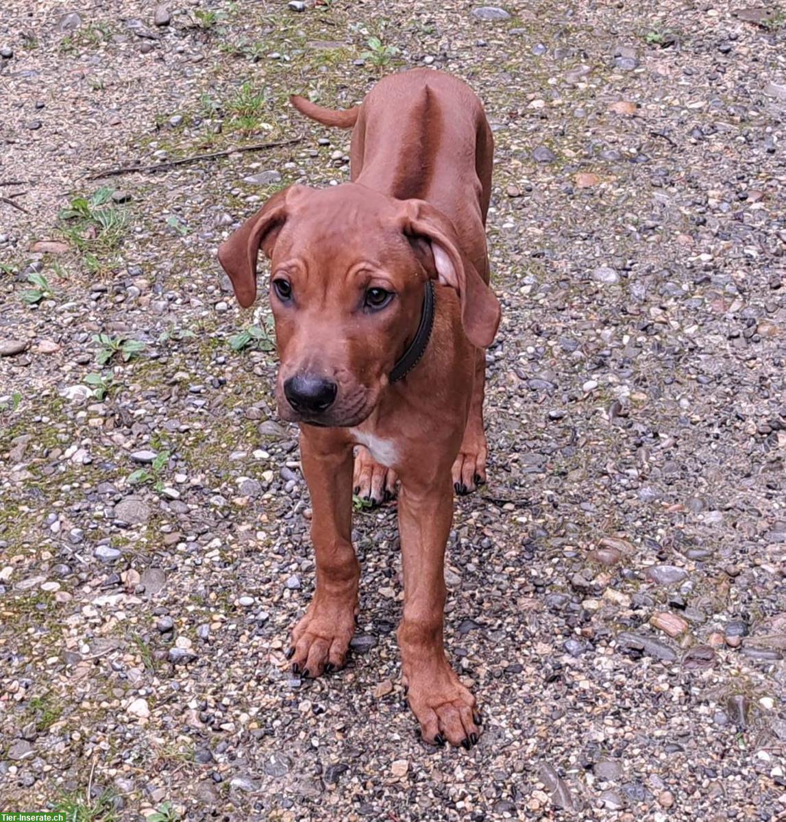 Bild 3: Rhodesian Ridgeback Junghunde m/w suchen Lebensplatz