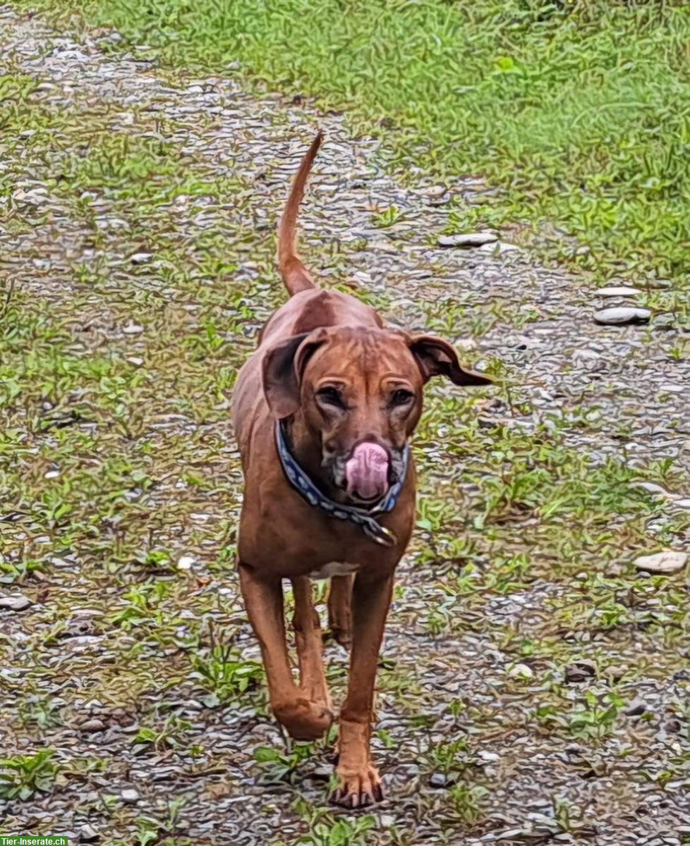 Bild 4: Rhodesian Ridgeback Junghunde m/w suchen Lebensplatz