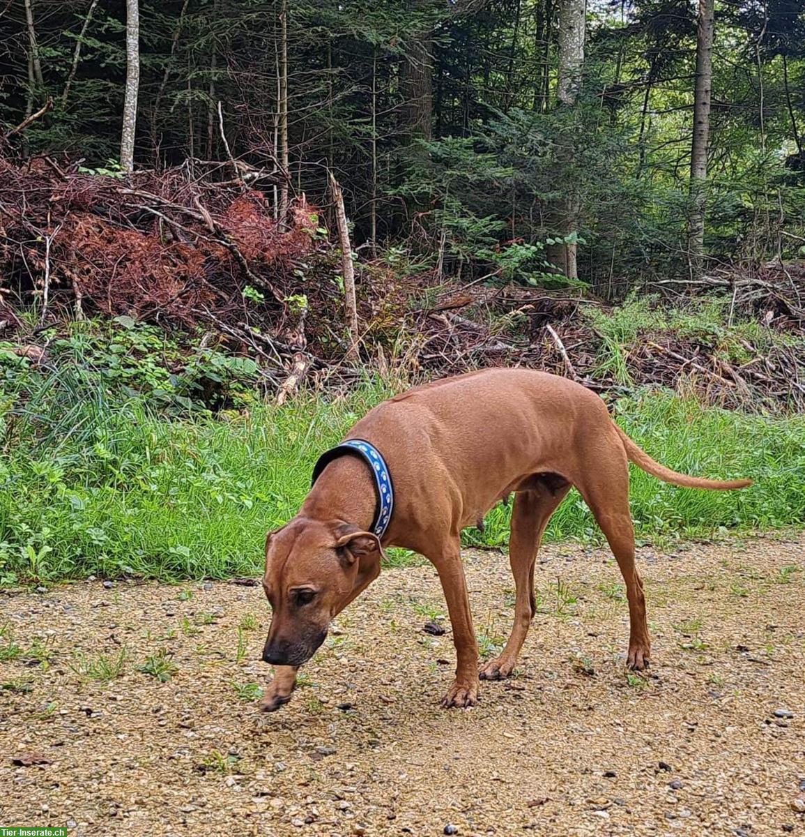 Bild 5: Rhodesian Ridgeback Junghunde m/w suchen Lebensplatz