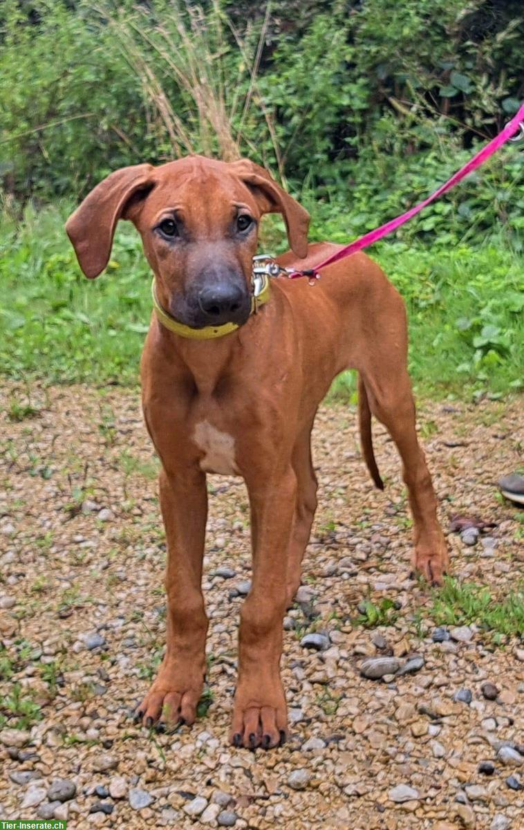 Bild 6: Rhodesian Ridgeback Junghunde m/w suchen Lebensplatz