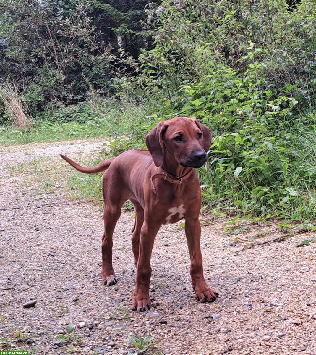 Bild 7: Rhodesian Ridgeback Junghunde m/w suchen Lebensplatz