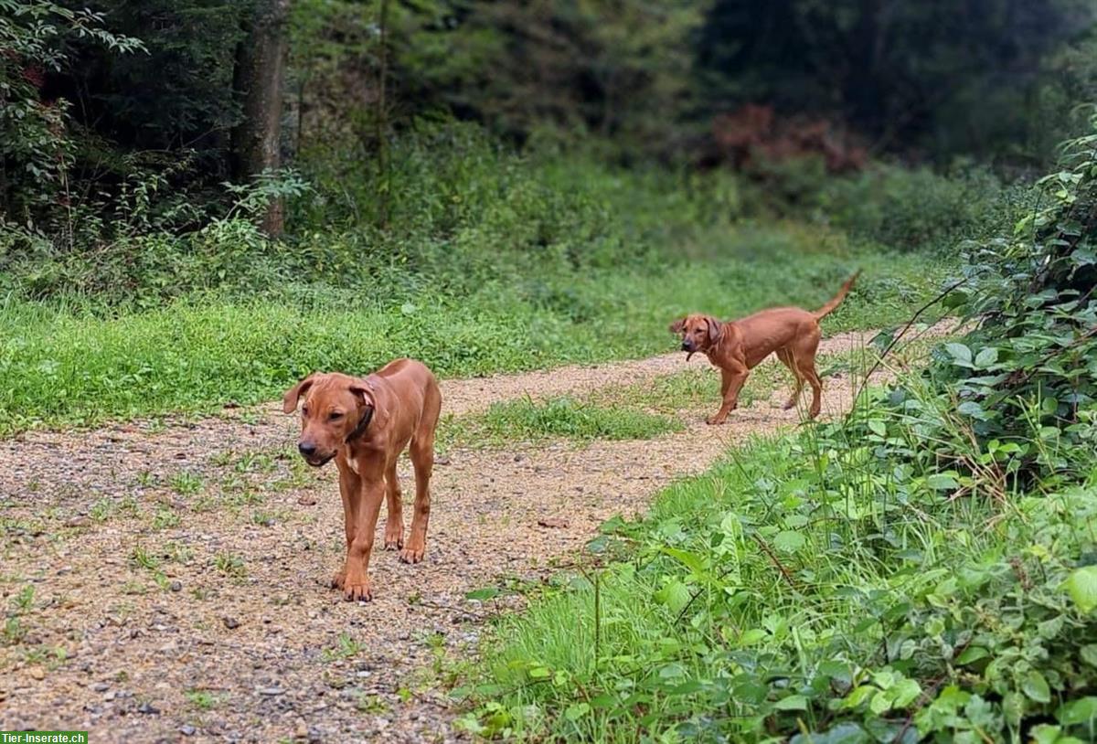 Bild 8: Rhodesian Ridgeback Junghunde m/w suchen Lebensplatz