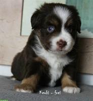 Toy/Mini Aussie Welpen, Miniature Australian Shepherd