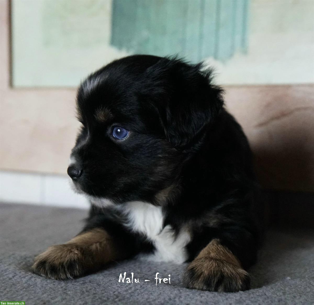 Bild 2: Toy/Mini Aussie Welpen, Miniature Australian Shepherd