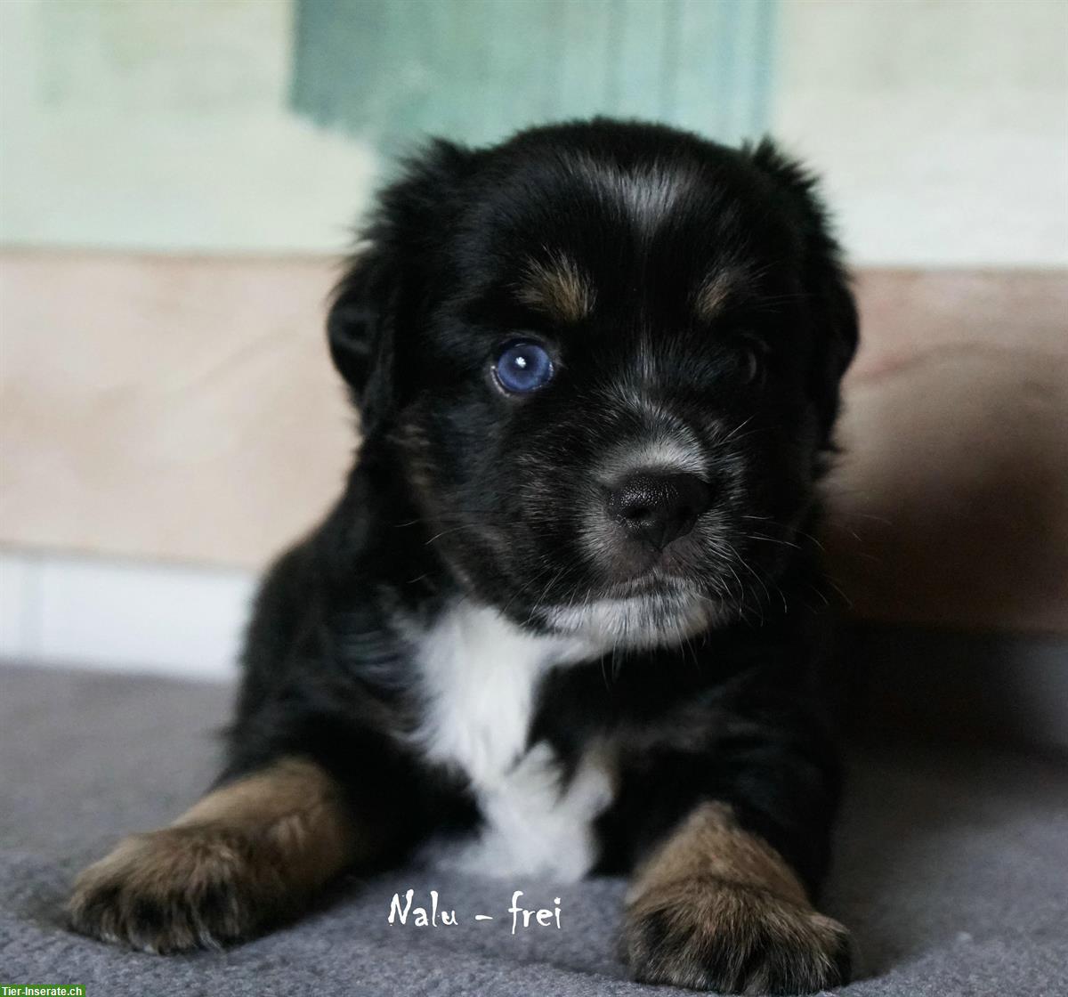 Bild 3: Toy/Mini Aussie Welpen, Miniature Australian Shepherd