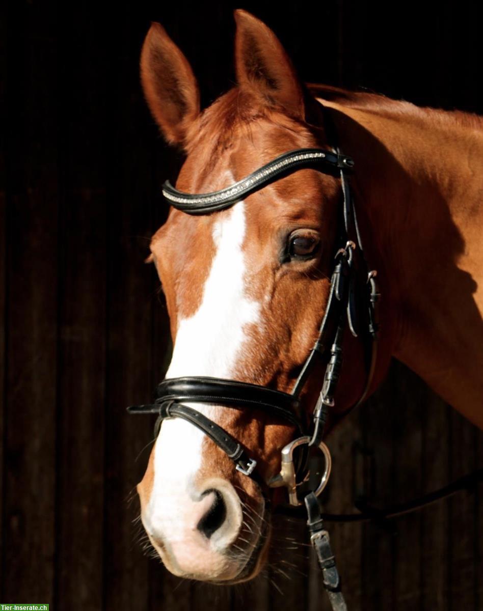 Bild 2: Suche Reitbeteiligung (Ferienvertretung) für sensibles Sportpferd