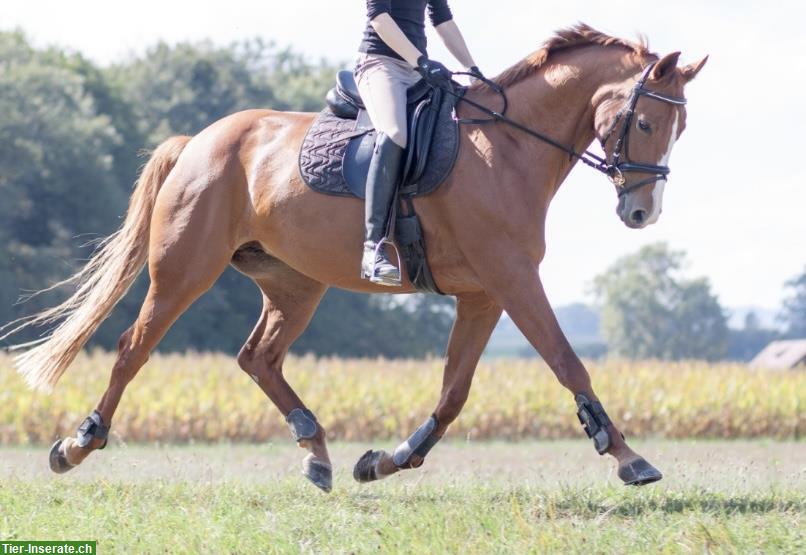 Bild 3: Suche Reitbeteiligung (Ferienvertretung) für sensibles Sportpferd