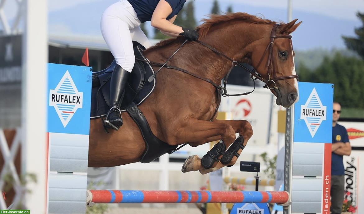 Bild 4: Suche Reitbeteiligung (Ferienvertretung) für sensibles Sportpferd