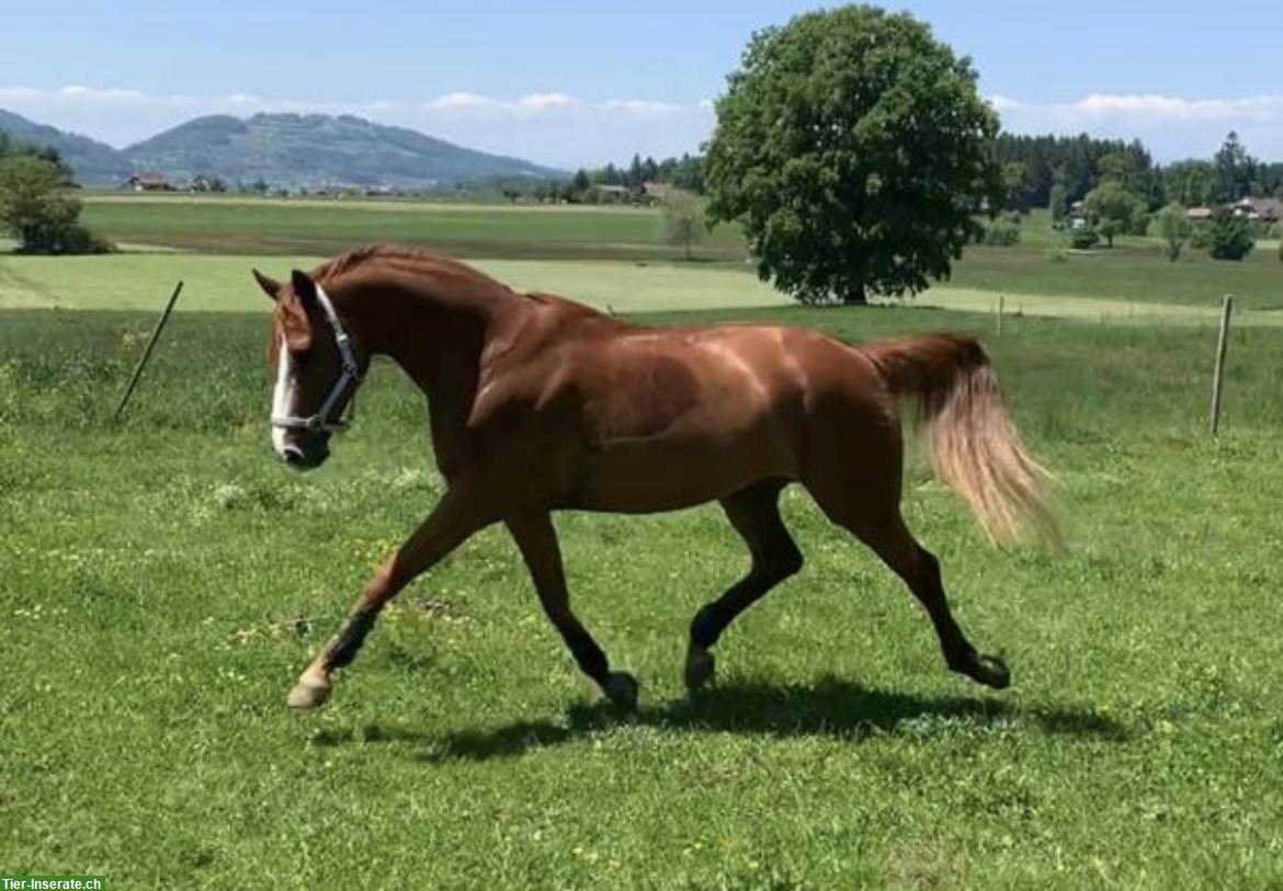 Bild 6: Suche Reitbeteiligung (Ferienvertretung) für sensibles Sportpferd