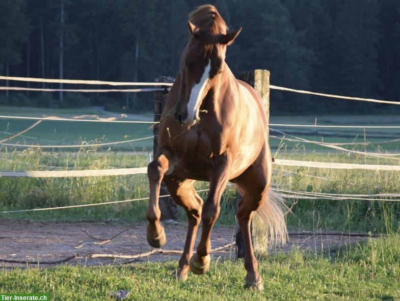 Bild 7: Suche Reitbeteiligung (Ferienvertretung) für sensibles Sportpferd