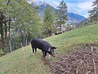 Zuchteber Schwarzes Alpenschwein zu verkaufen