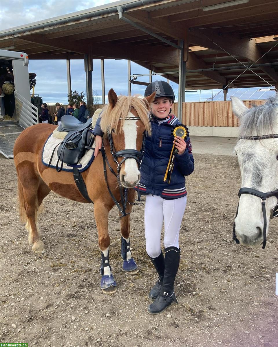 Wunderschöne Irish Pony Stute, 10-jährig