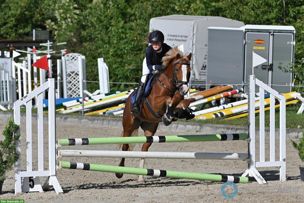 Bild 2: Wunderschöne Irish Pony Stute, 10-jährig