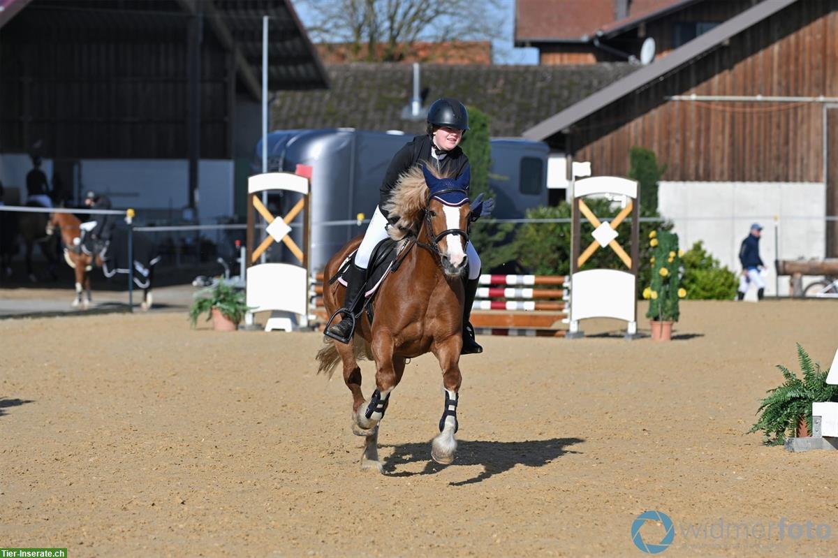 Bild 3: Wunderschöne Irish Pony Stute, 10-jährig