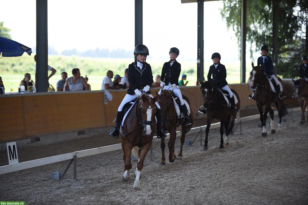 Bild 4: Wunderschöne Irish Pony Stute, 10-jährig