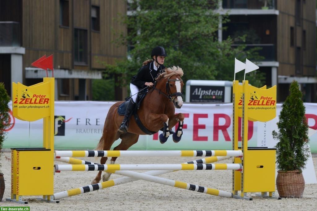 Bild 5: Wunderschöne Irish Pony Stute, 10-jährig