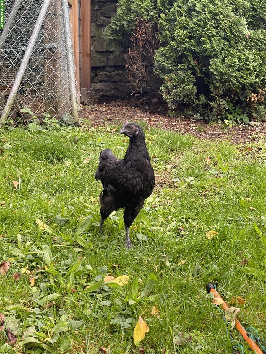 Ayam Cemani x Barnevelder Mix Junghähne abzugeben