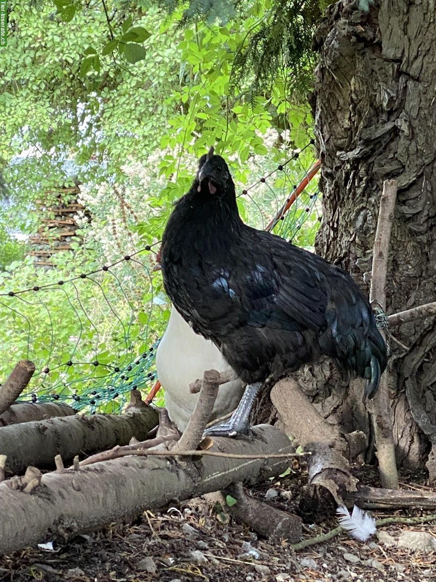 Bild 2: Ayam Cemani x Barnevelder Mix Junghähne abzugeben