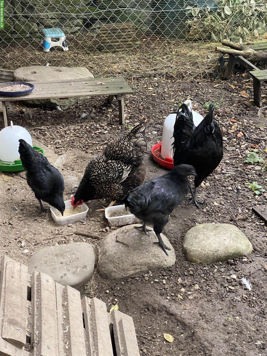 Bild 3: Ayam Cemani x Barnevelder Mix Junghähne abzugeben