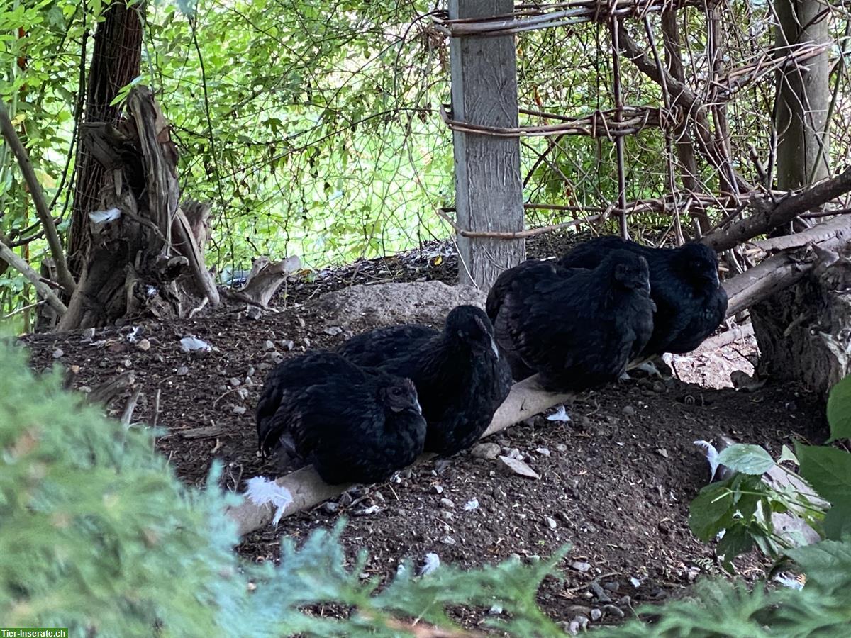 Bild 4: Ayam Cemani x Barnevelder Mix Junghähne abzugeben